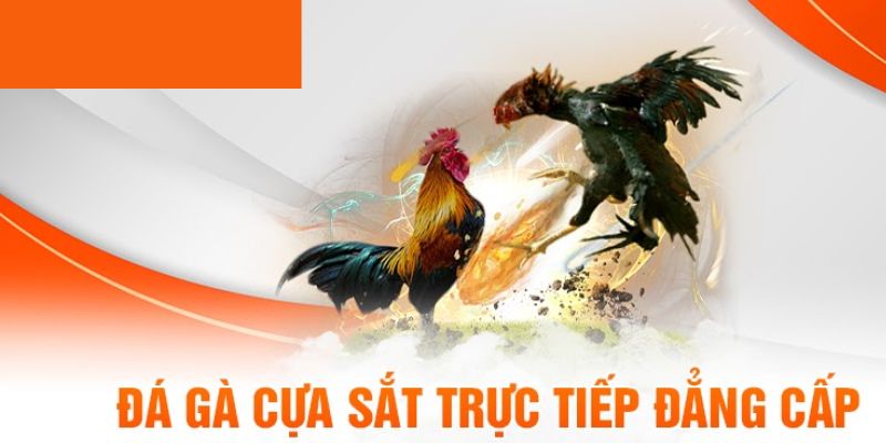 Đá gà cựa sắt tăng độ kịch tính bằng cách gắn cựa sắt vào chân các chiến kê