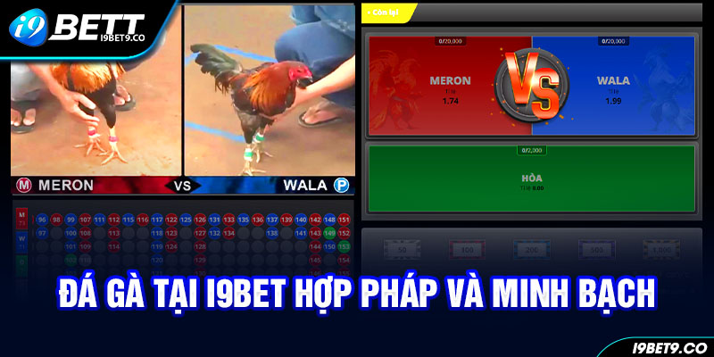 Đá gà tại I9BET hợp pháp và minh bạch