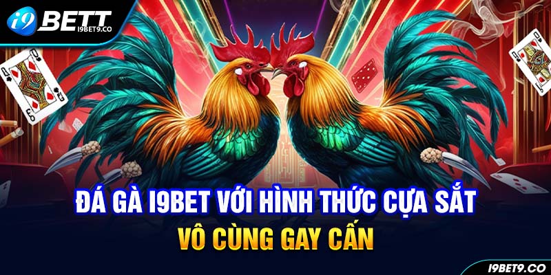 Đá gà I9BET với hình thức cựa sắt vô cùng gay cấn